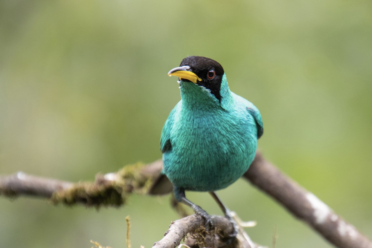 Green Honeycreeper - Mónica Thurman