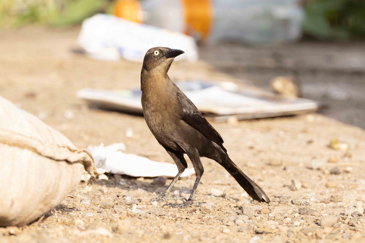 Carib Grackle - Linda Rudolph