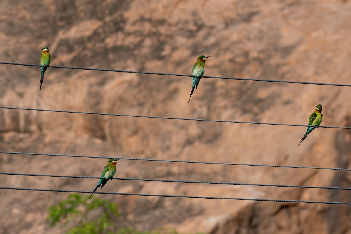 Blue-tailed Bee-eater - ML613343423