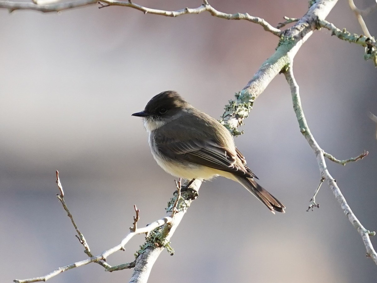 Eastern Phoebe - ML613343494