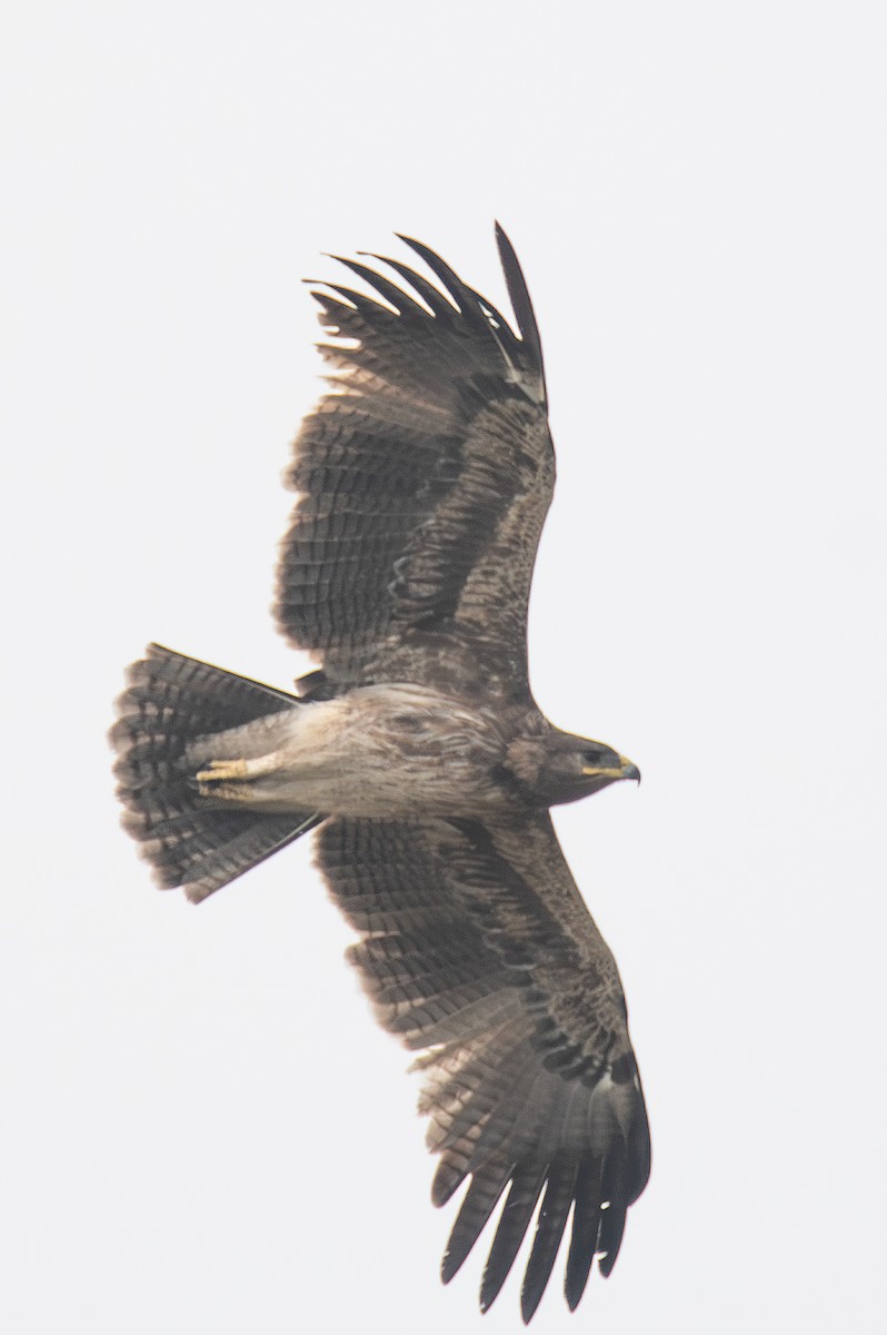 Indian Spotted Eagle - ML613343514