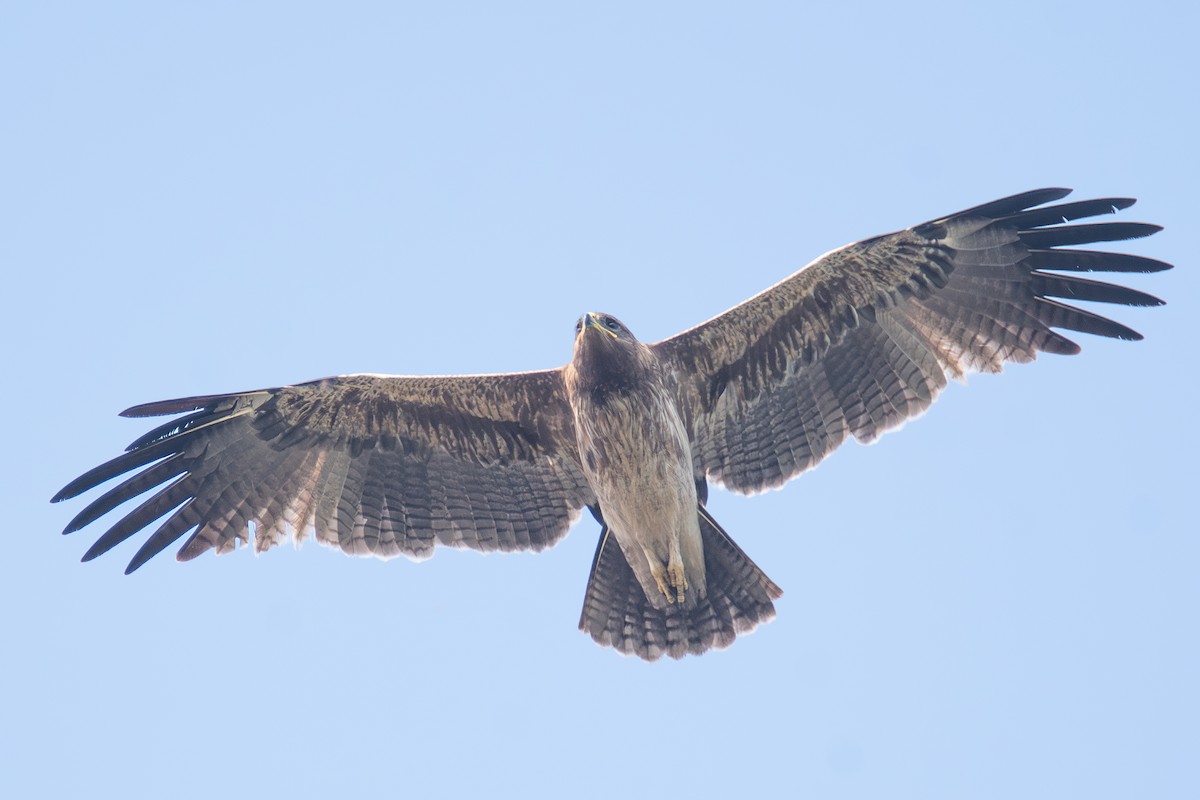 Indian Spotted Eagle - ML613343515