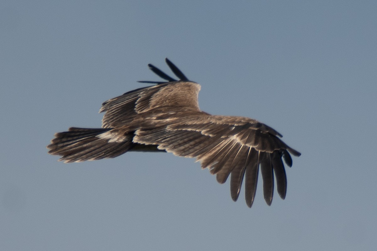 Indian Spotted Eagle - ML613343516