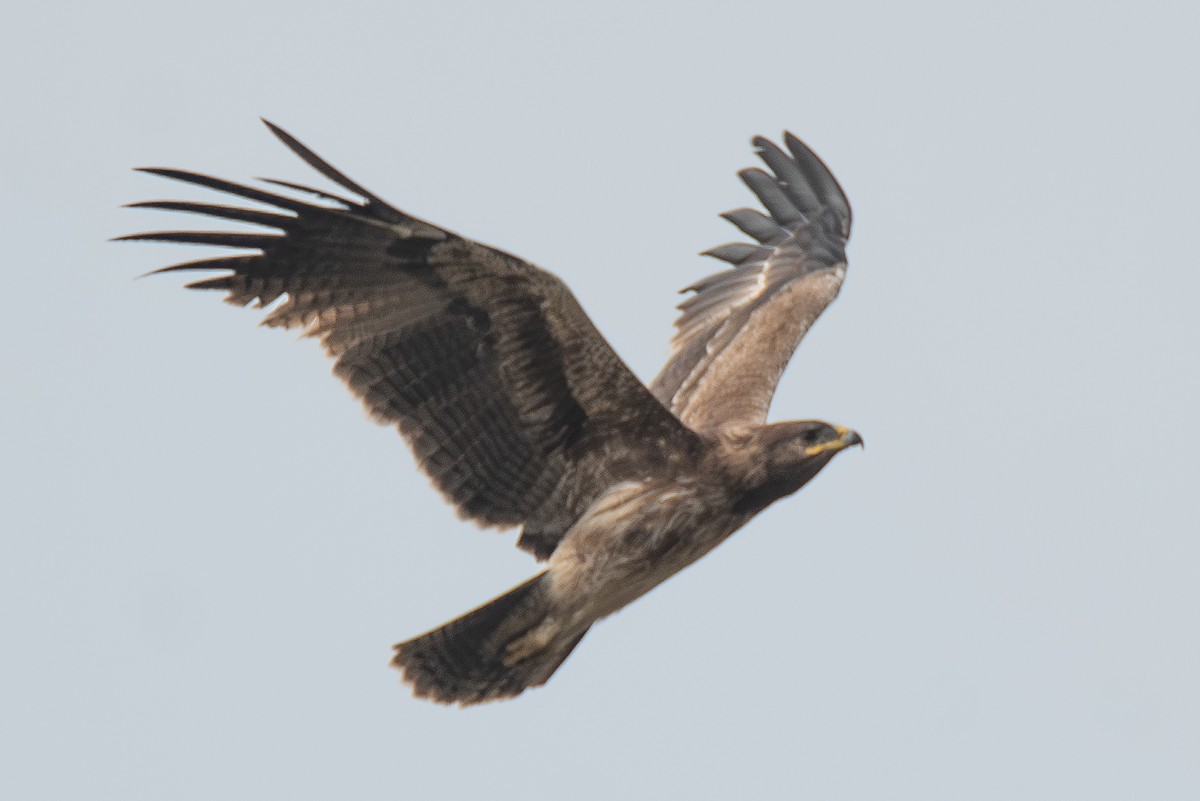 Indian Spotted Eagle - ML613343517