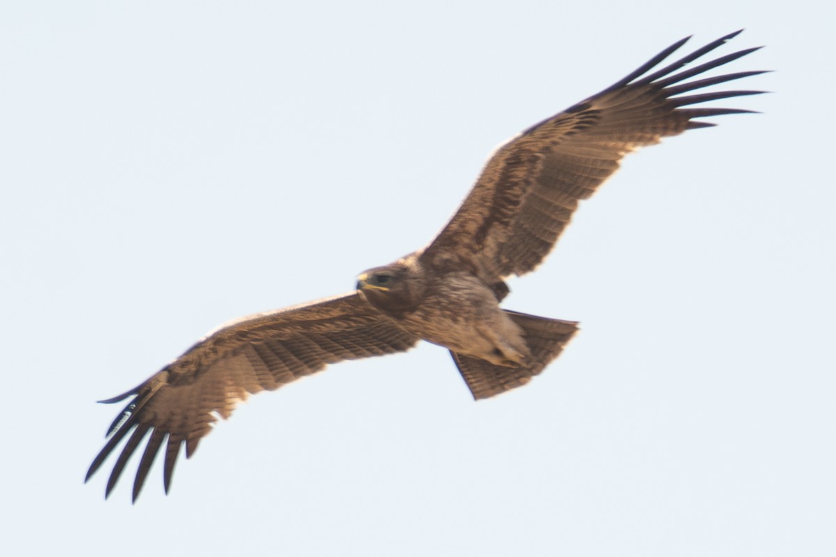 Indian Spotted Eagle - ML613343518