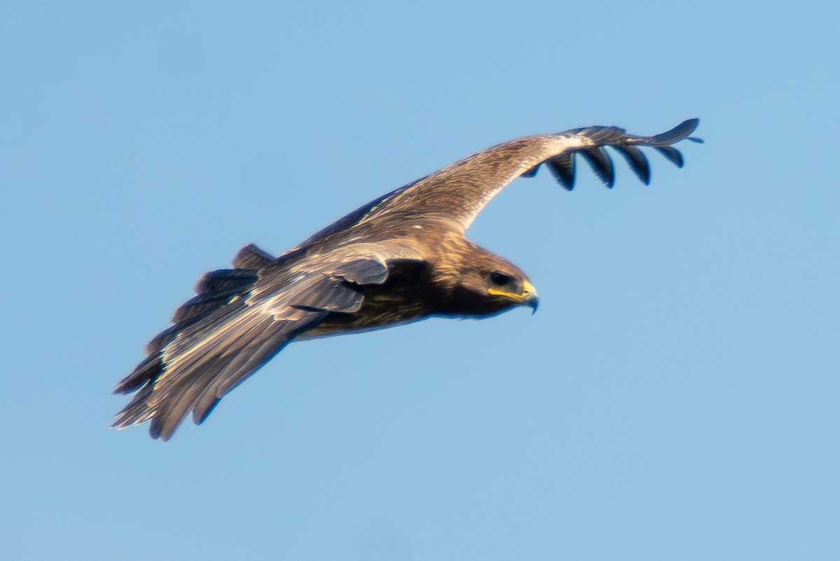 Indian Spotted Eagle - ML613343519