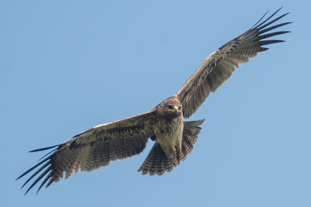 Indian Spotted Eagle - ML613343520