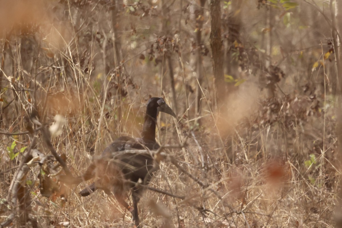 Abyssinian Ground-Hornbill - ML613343540