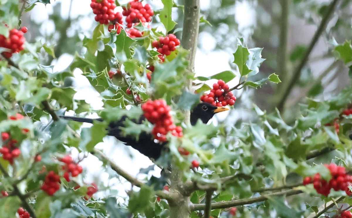 Eurasian Blackbird - ML613343568
