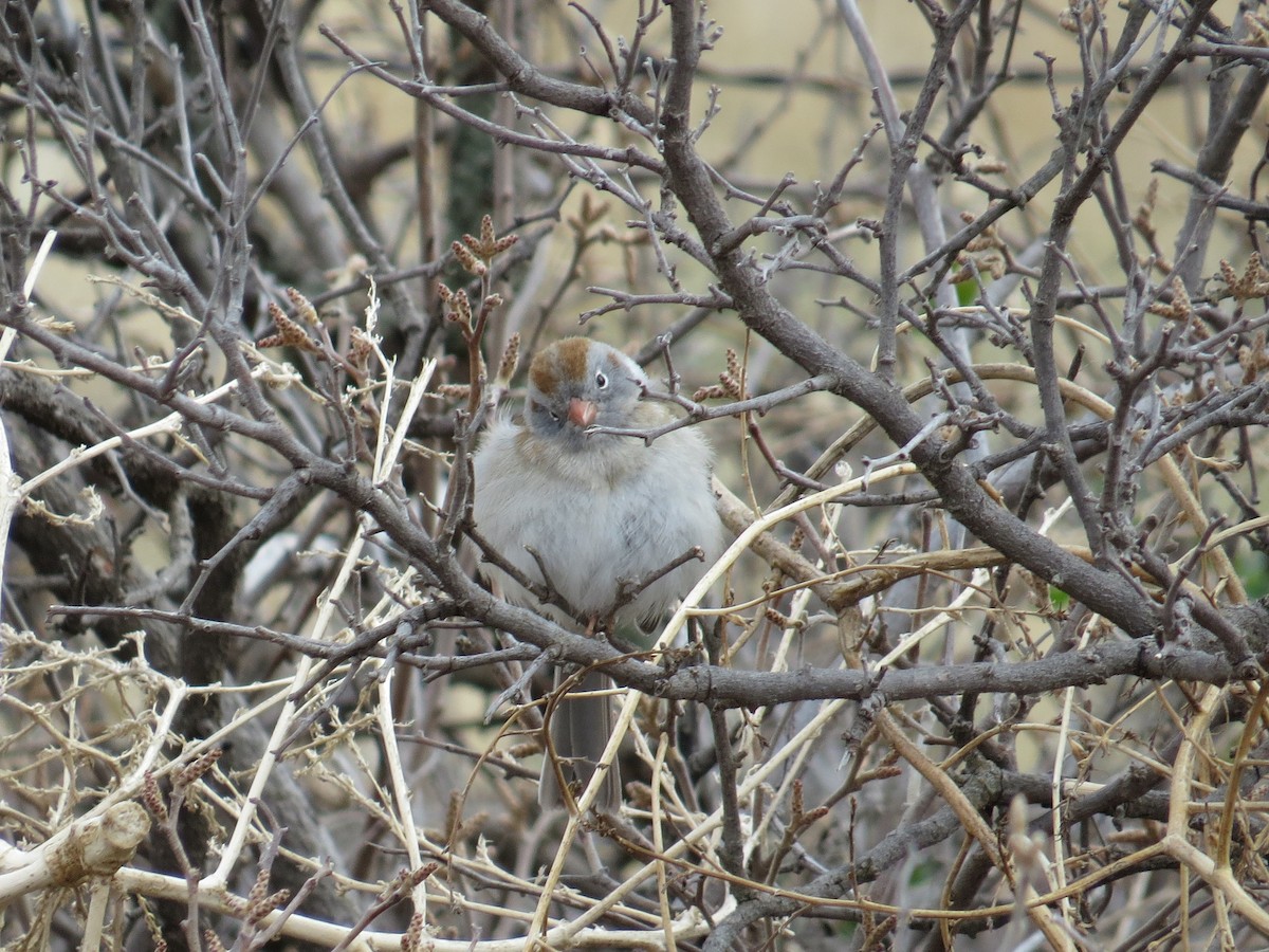 Field Sparrow - ML613343573