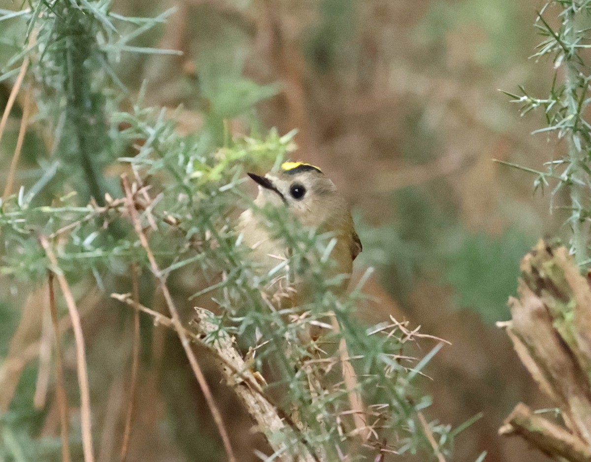 Goldcrest - ML613343604