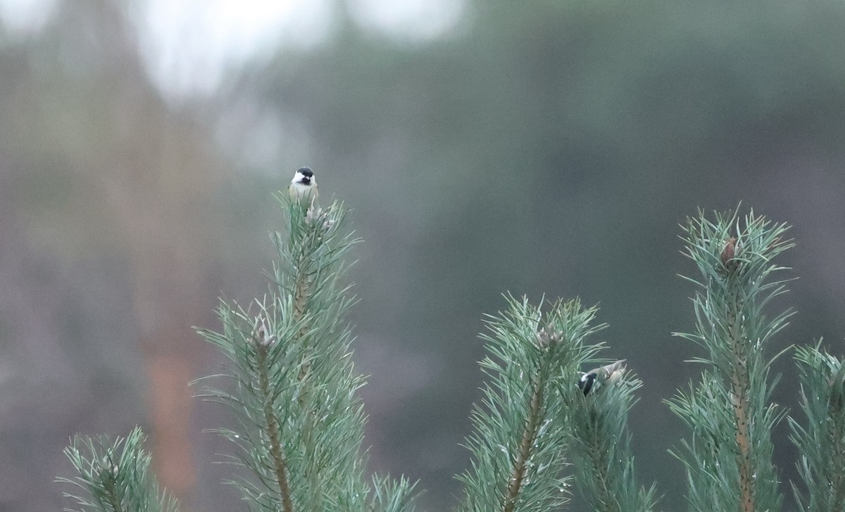Coal Tit - ML613343625