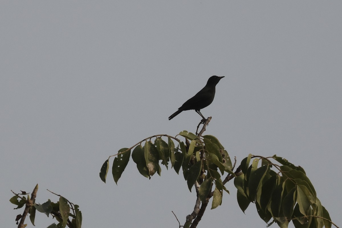 White-fronted Black-Chat - Mathias Leiser