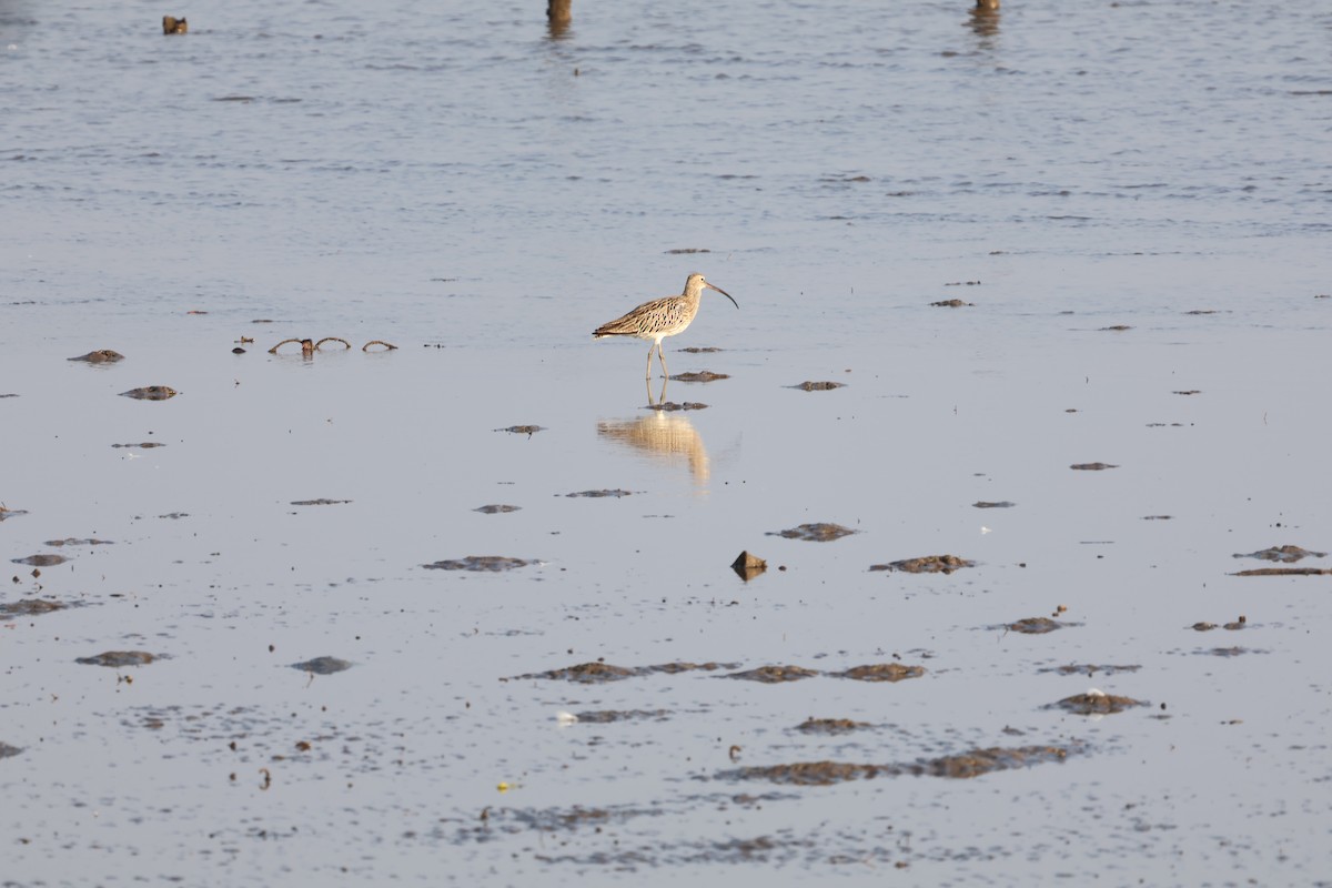 Eurasian Curlew - ML613343732