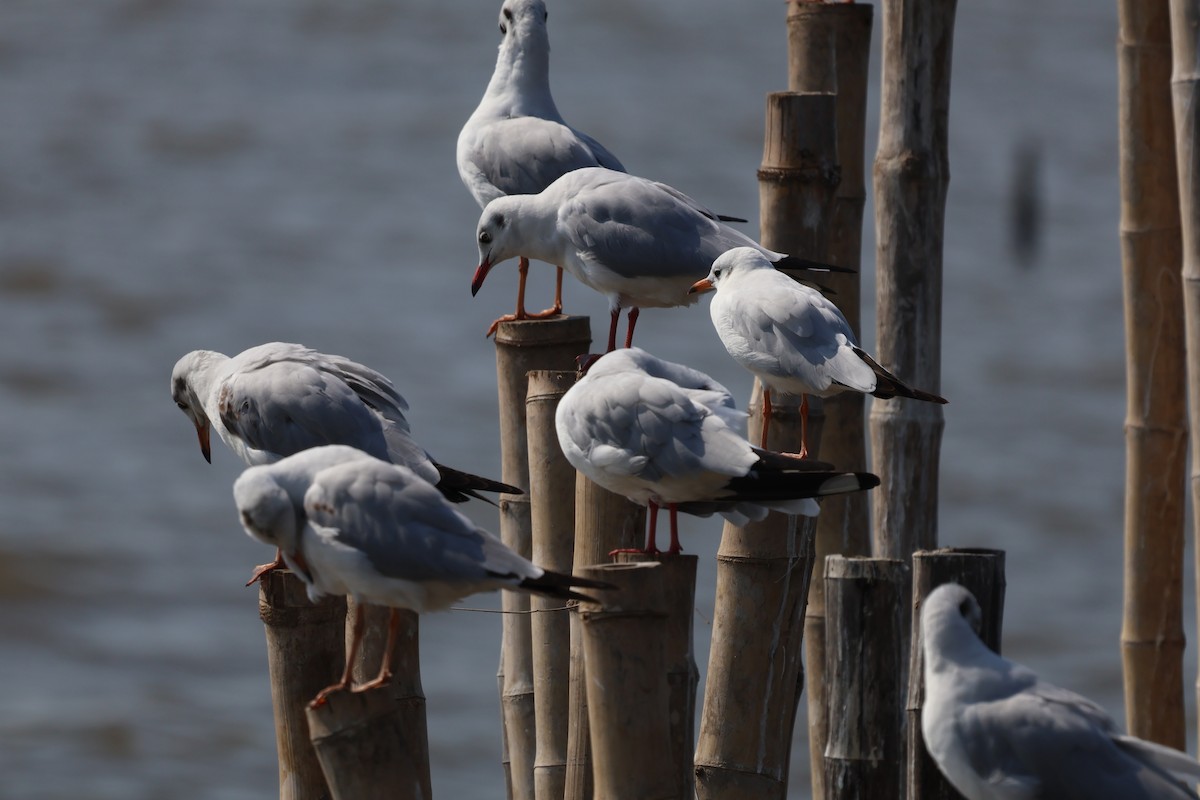 Black-headed Gull - ML613343735