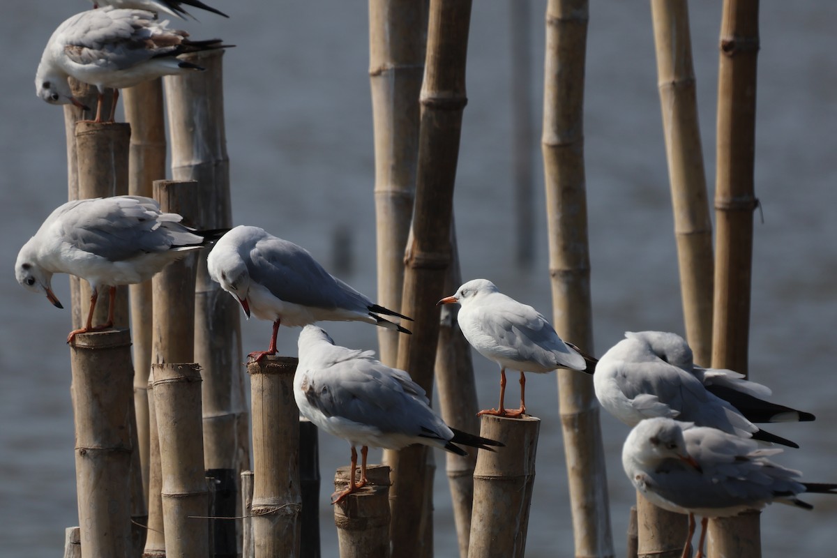 Black-headed Gull - ML613343737