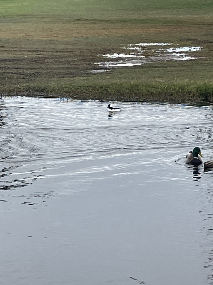 Bufflehead - ML613343754