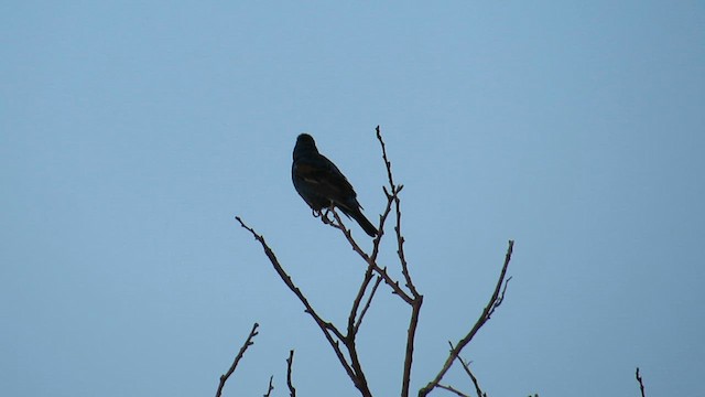 Blue Grosbeak - ML613343790