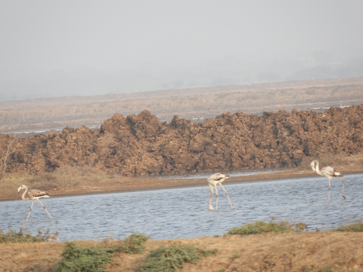 Greater Flamingo - Harsh Kalavadiya