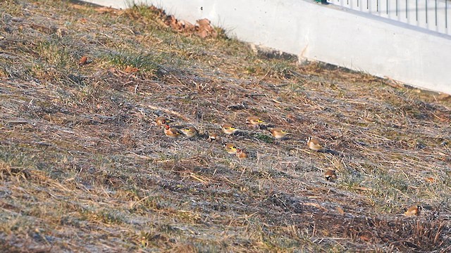 European Goldfinch - ML613343865