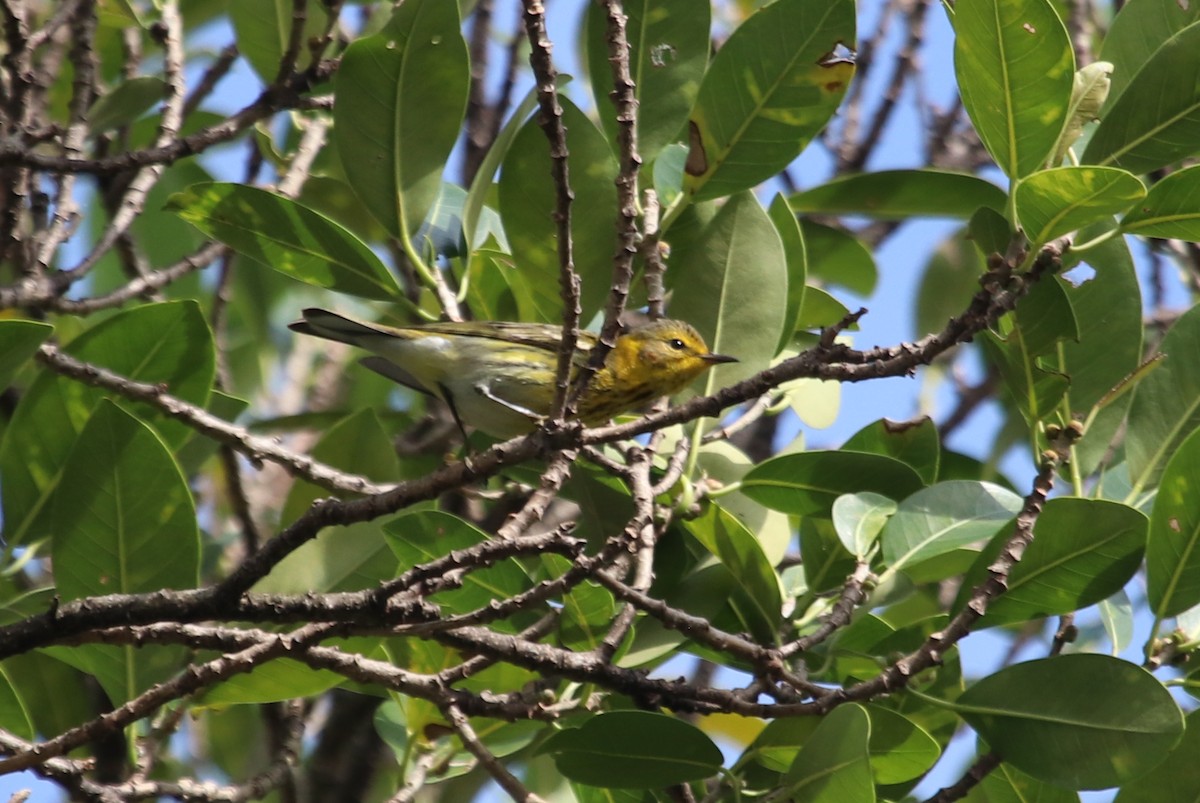 Cape May Warbler - Eliza Wein