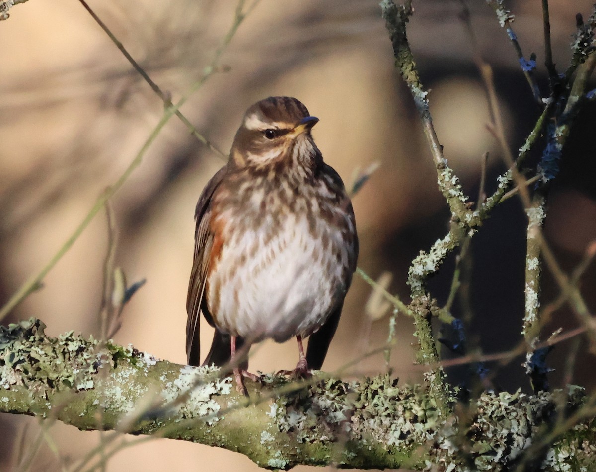 Redwing - ML613343887