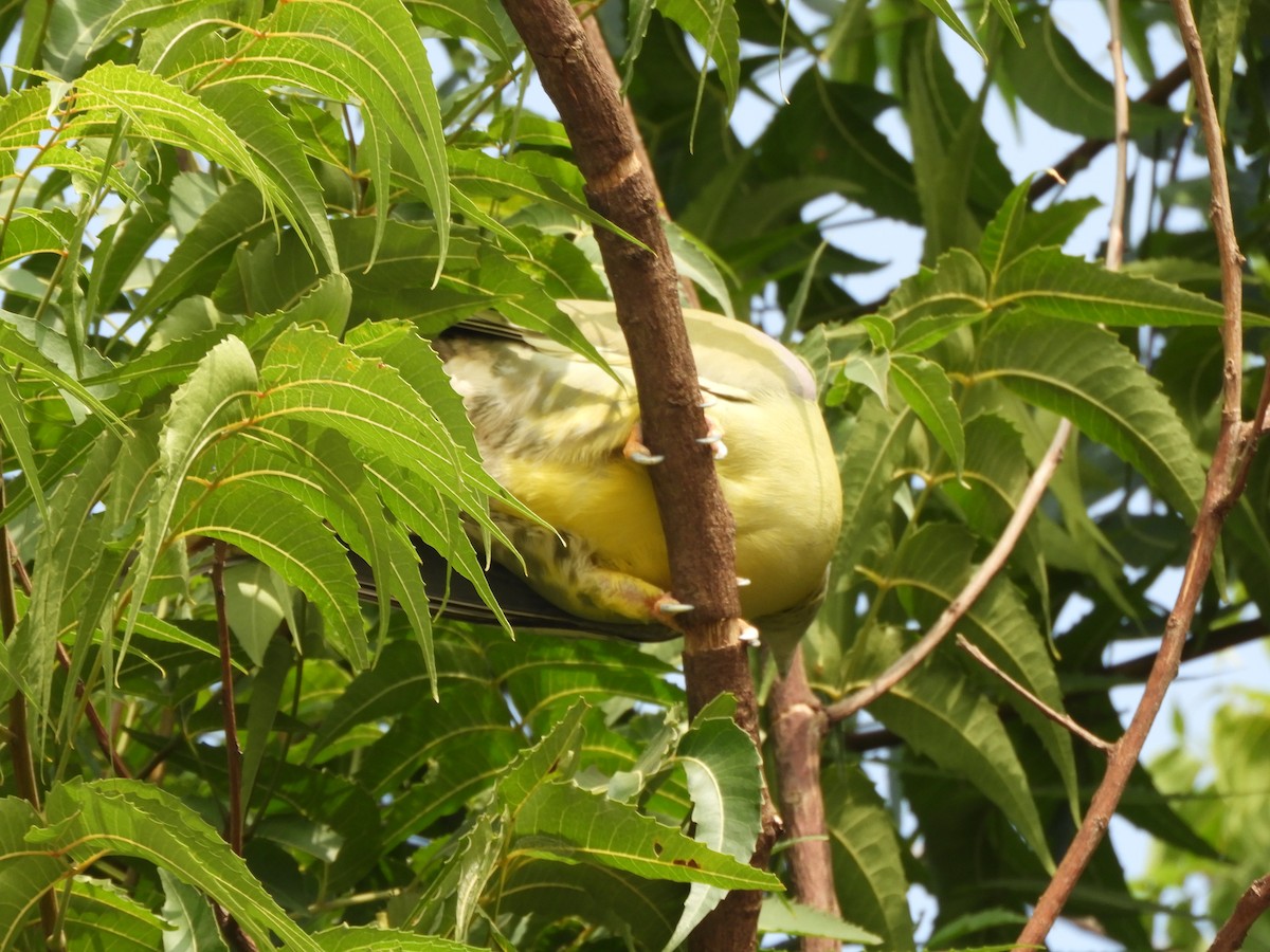 Yellow-footed Green-Pigeon - Harsh Kalavadiya