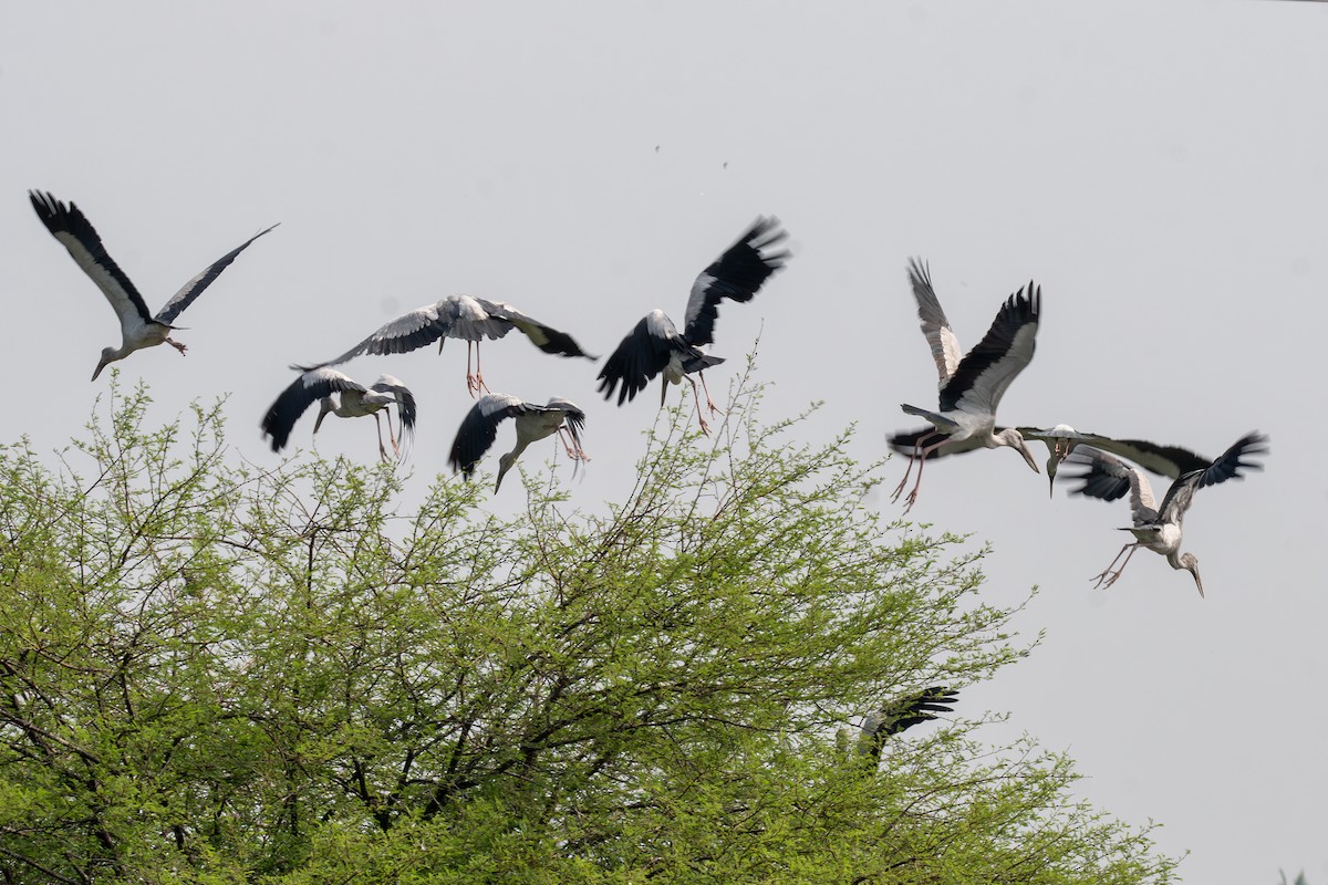 Asian Openbill - ML613344001