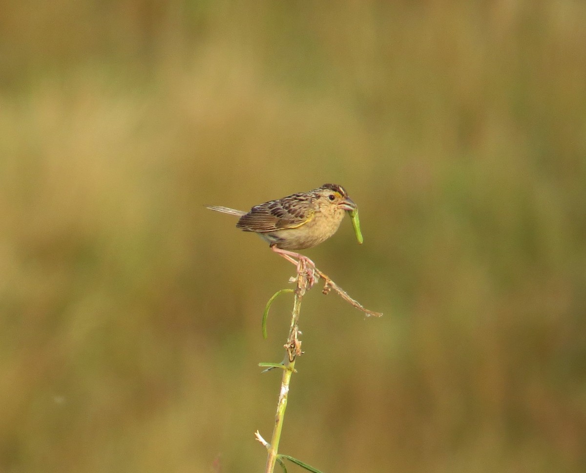 Chingolo Saltamontes - ML613344020