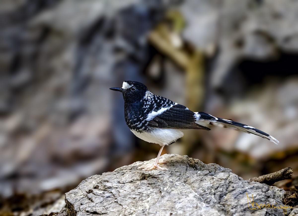 Spotted Forktail - ML613344261