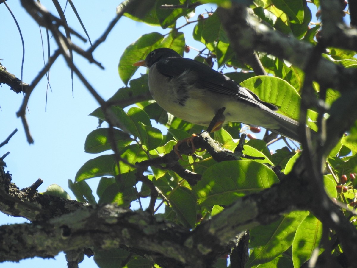 Plumbeous-backed Thrush - ML613344297