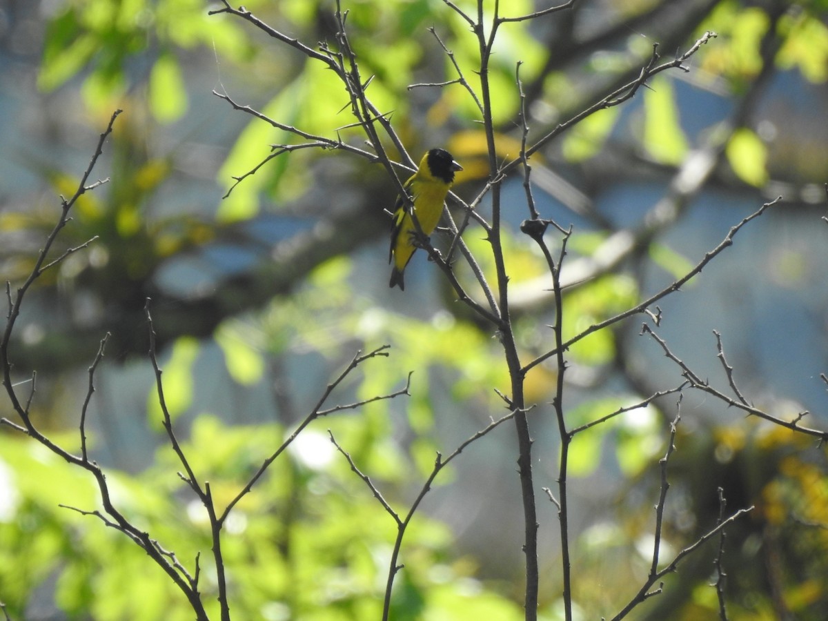 Saffron Siskin - ML613344309