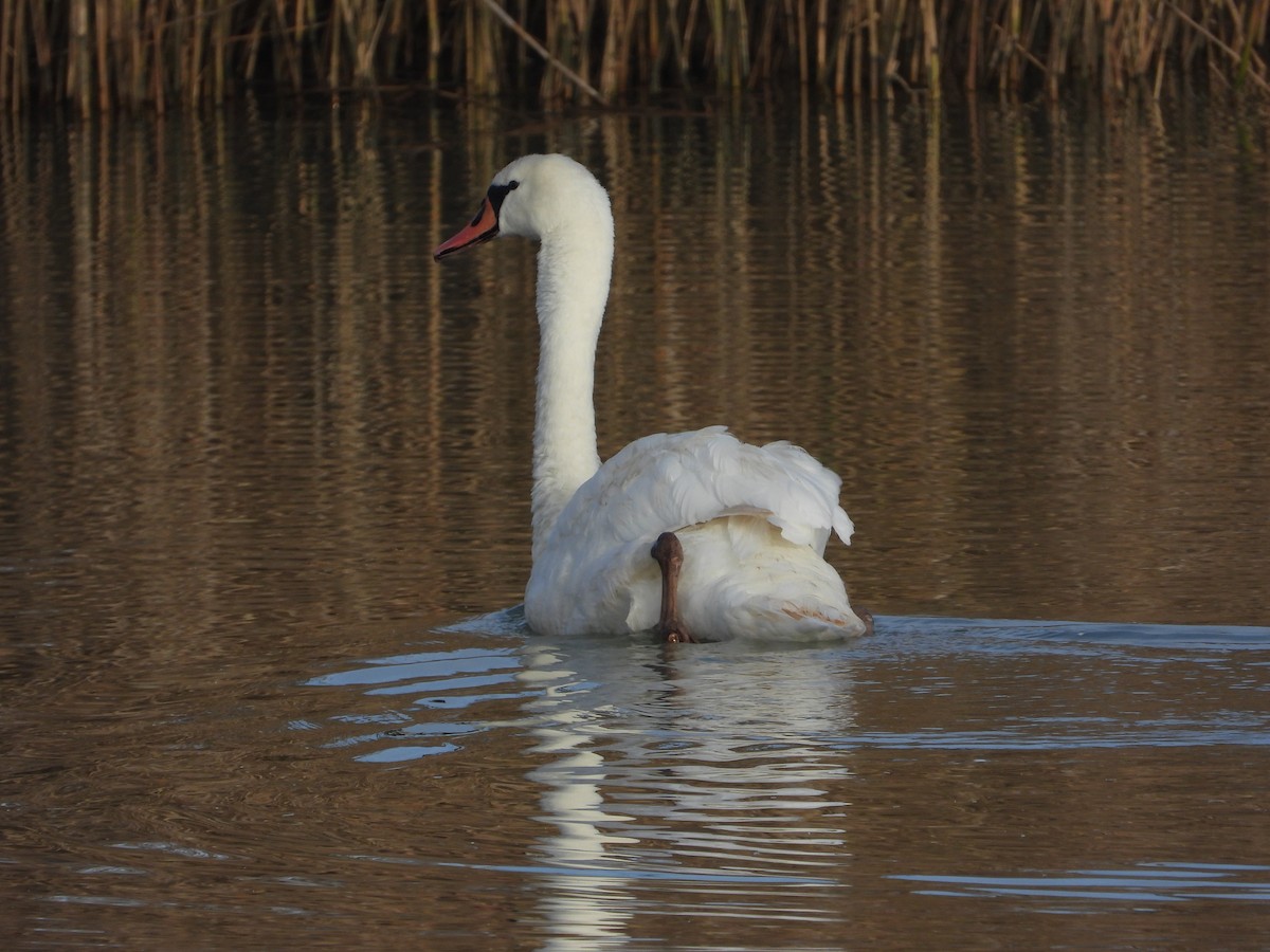 Mute Swan - ML613344325