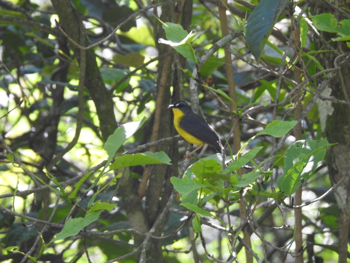 Gray-and-gold Warbler - ML613344362
