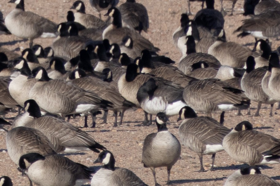 Brant (Atlantic) - ML613344380
