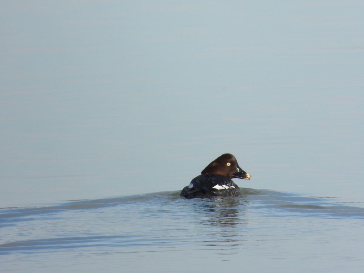 Common Goldeneye - ML613344395