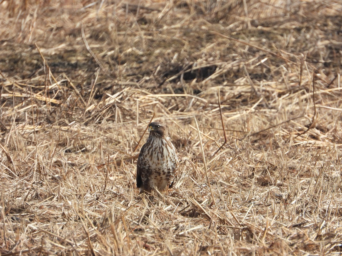 Common Buzzard - ML613344421