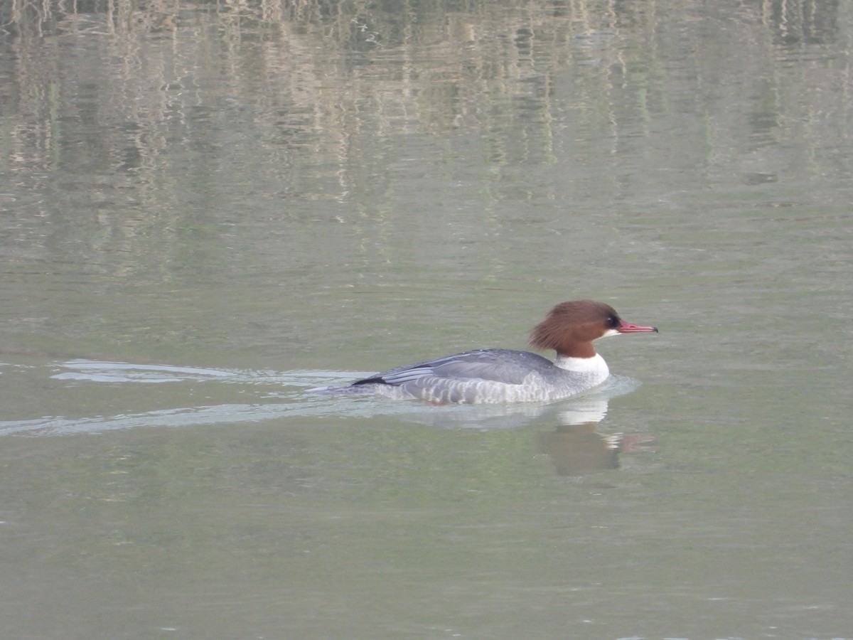 Common Merganser - ML613344471