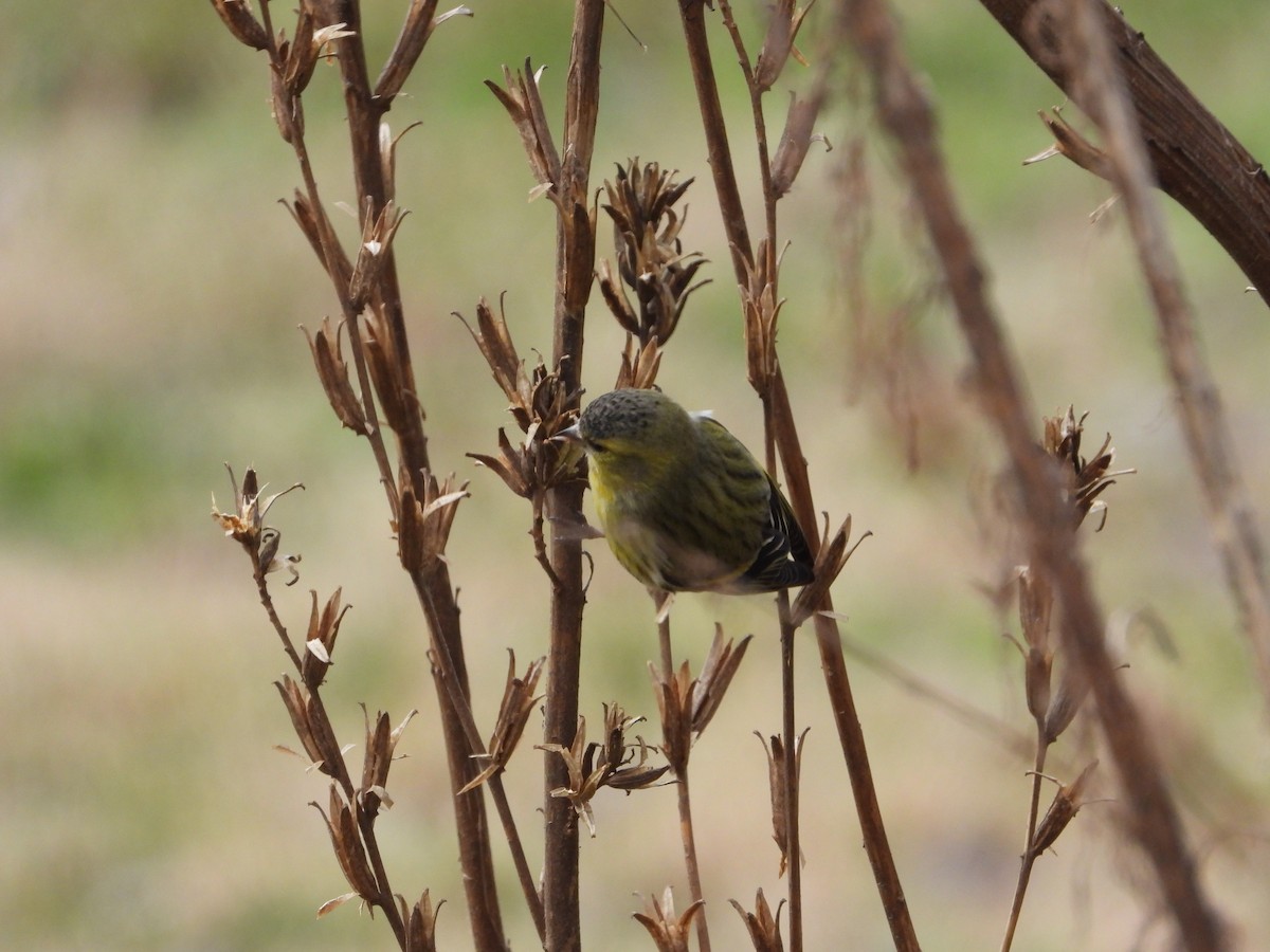 Eurasian Siskin - ML613344519