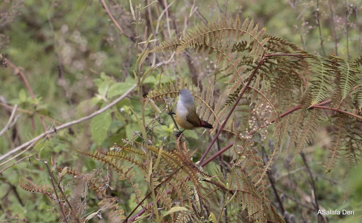 Yellow-bellied Waxbill - ML613344623