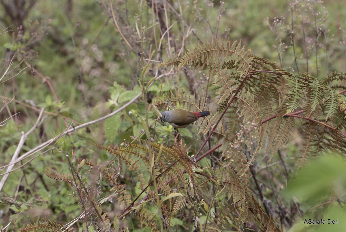 Yellow-bellied Waxbill - ML613344625