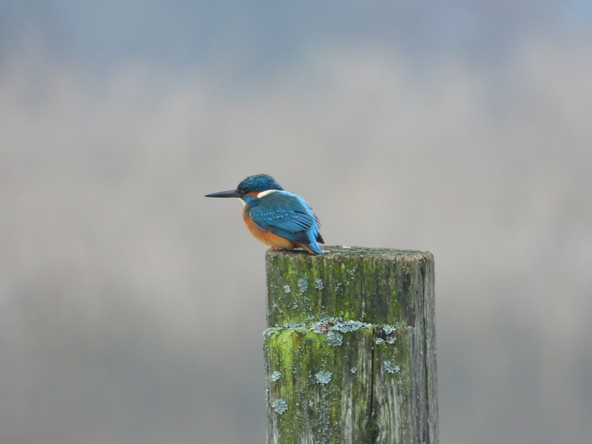 Common Kingfisher - Josip Turkalj