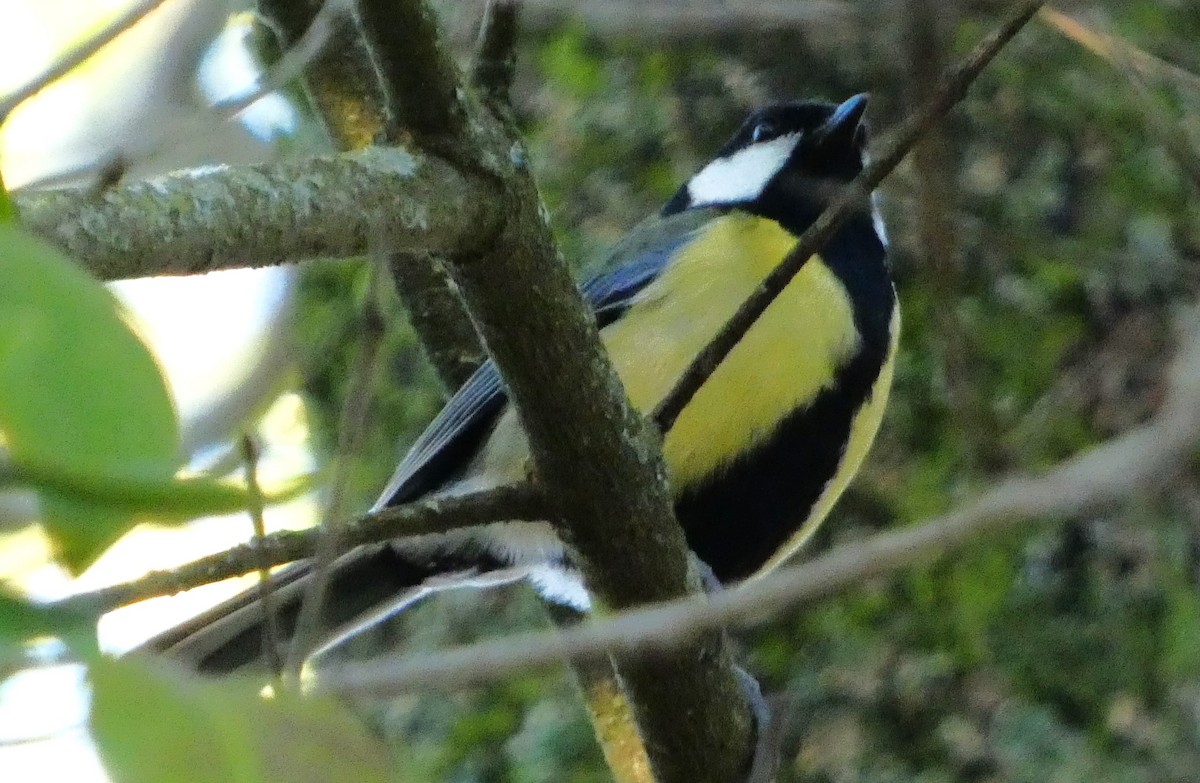 Great Tit - ML613344647