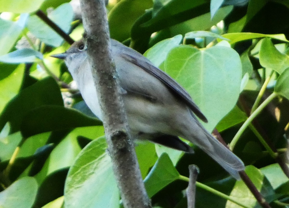 Eurasian Blackcap - ML613344659