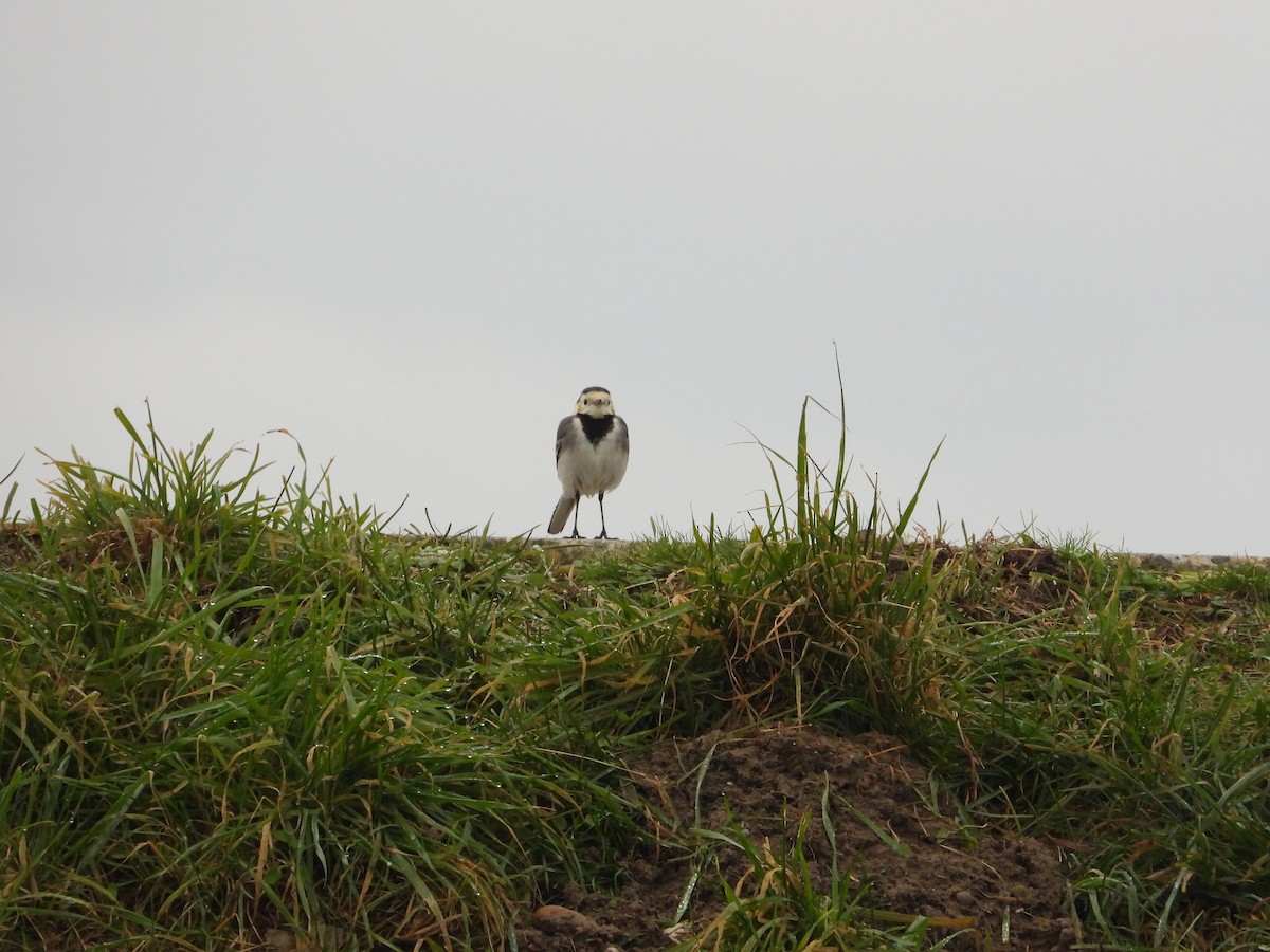 White Wagtail - ML613344672