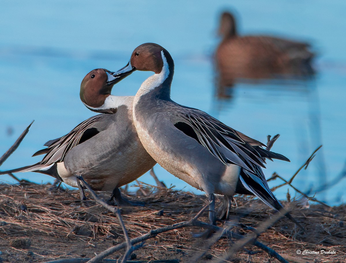 Northern Pintail - ML613344752