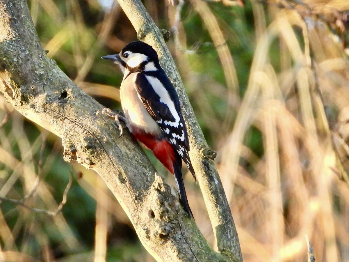 Great Spotted Woodpecker - ML613344799