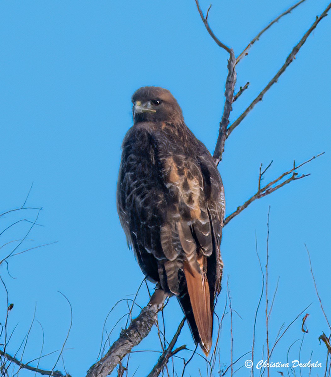 Red-tailed Hawk - ML613344851