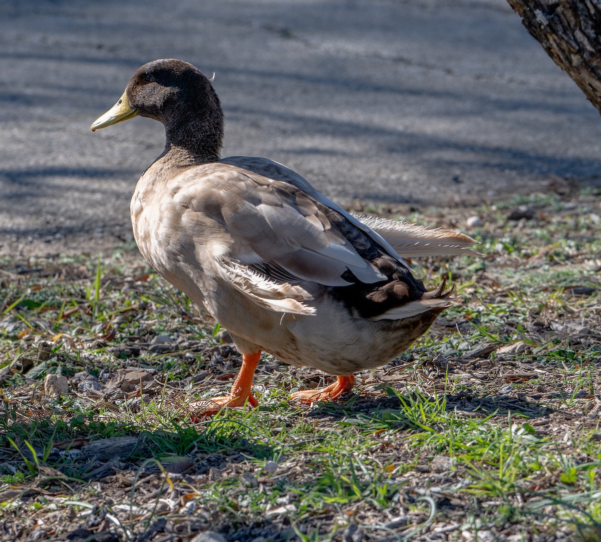 Mallard (Domestic type) - Raymond Kinsel