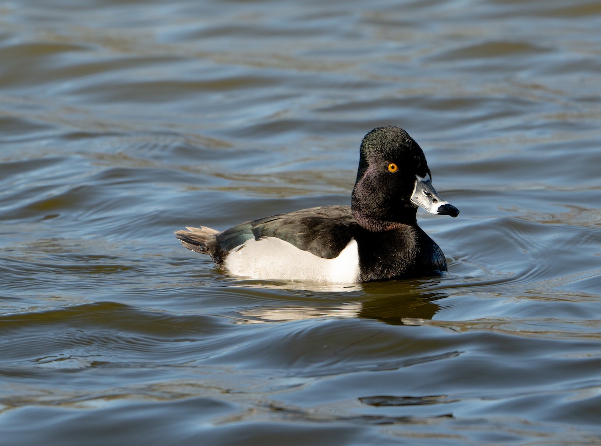 Ring-necked Duck - ML613344900